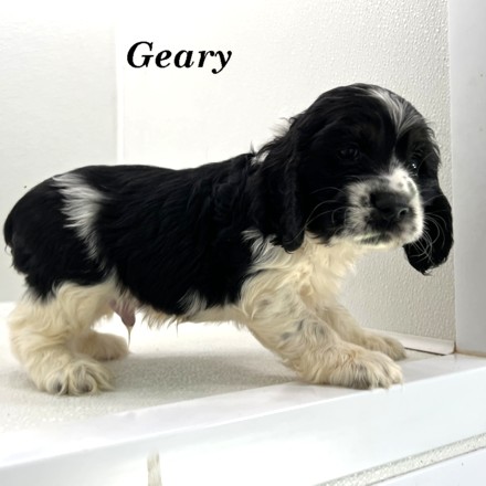 puppy, for, sale, Cocker Spaniel, Joe & Cherri  Overlease, dog, breeder, Miller, MO, dog-breeder, puppy-for-sale, forsale, nearby, find, puppyfind, locator, puppylocator, aca